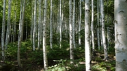 野生白桦林风景图片