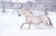 冬季雪地奔跑的骏马图片