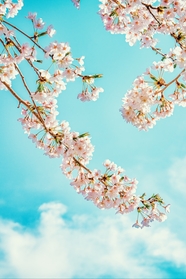 春天唯美蓝天白云樱花图片