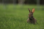 绿色草地可爱东北兔图片