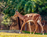 野生非洲瞪羚图片