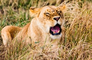 非洲大草原草丛咆哮的母狮子图片