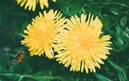 黄色蒲公英花蜜蜂采蜜图片