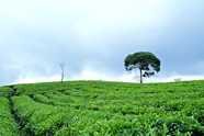 春天乡村绿色茶园风景图片