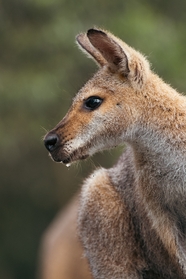 澳大利亚野生袋鼠图片