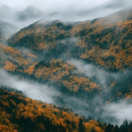 秋天喜马拉雅山谷树林云雾缭绕图片