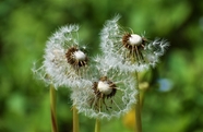 野生白色蒲公英植物图片