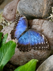 野生蓝色蝴蝶图片