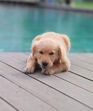池畔趴着的金毛猎犬图片