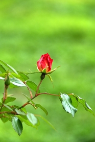 红色玫瑰花苞含苞待放图片