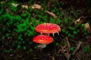 红色野生小蘑菇图片
