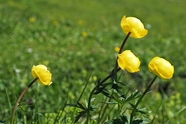 春天草地黄色小野花图片