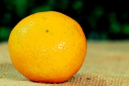 当季新鲜橙子图片