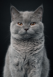 可爱灰色肥猫图片
