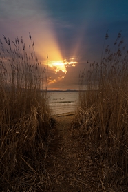 黄昏湖泊芦苇夕阳摄影图片