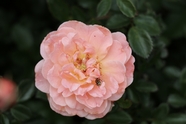 粉色蔷薇植物花朵摄影图片