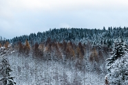 冬季森林积雪覆盖图片