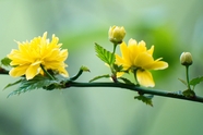 春天黄色花朵盛开图片