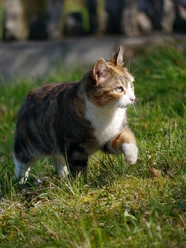 草地行走的虎斑猫图片