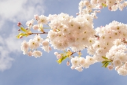 蓝天下的白色樱花簇摄影图片