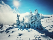 冬日雪地暖阳雪松雪景图片