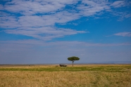 蓝天白云非洲大草原风光摄影图片