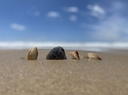 澳大利亚海岸沙滩贝壳图片