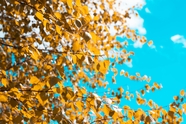秋天蓝天白云金色树叶图片