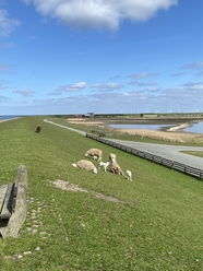 北海牧场草地羊群图片