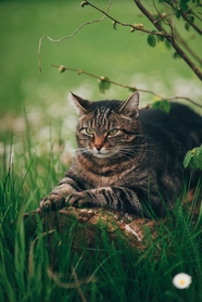 春天草地慵懒小猫咪图片