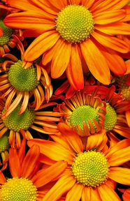 橙色非洲菊花卉摄影图片