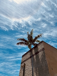 蓝天白云棕榈树传统建筑图片