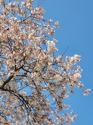 春天梨树开花图片