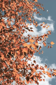 秋天氛围感树叶摄影图片