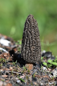 野生羊肚菌蘑菇图片