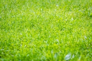 春天户外绿油油的草地摄影图片