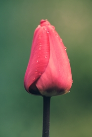 雨后粉色郁金香花苞图片