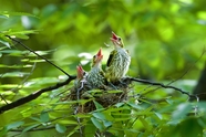 春天绿色树上鸟窝黄鹂鸟图片