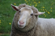 草地可爱圈养绵羊图片
