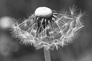 黑白风格蒲公英种子摄影图片