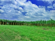 春天绿色甘蔗种植园风景图片