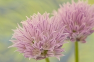 微距特写粉色花朵植物图片