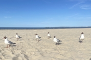 蓝天白云沙滩海鸥图片
