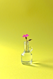 极简主义玻璃瓶插花图片
