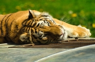 趴在地上懒散的老虎图片