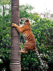 野生孟加拉虎爬树图片