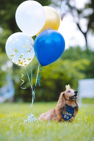 绿色草地气球腊肠犬摄影图片