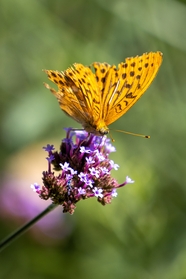 黄色豹纹蝶授粉图片