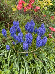 野生蓝壶花图片