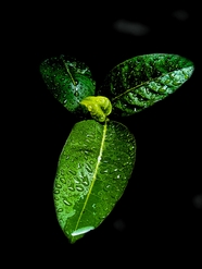 雨后绿色树叶水珠局部摄影图片